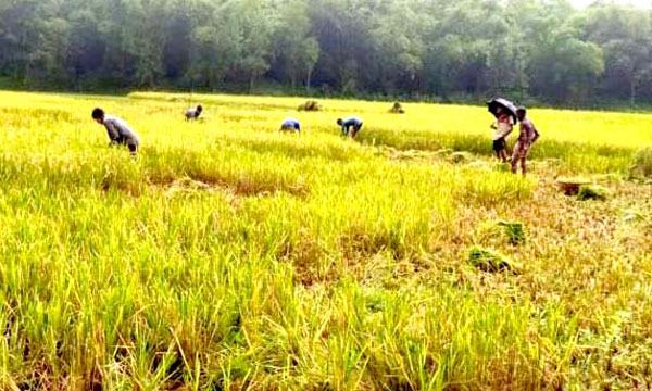 শায়েস্তাগঞ্জে আউশ ধানের ফলনে লক্ষ্যমাত্রা অতিক্রম