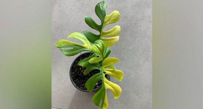 ৪ পাতার গাছের নিলামে দাম সাড়ে ৪ লাখ টাকা!‌