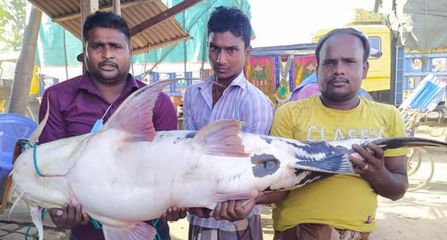 দৌলতদিয়ায় ধরা পড়েছে ৩০ কেজি ওজনের বাগাইড়