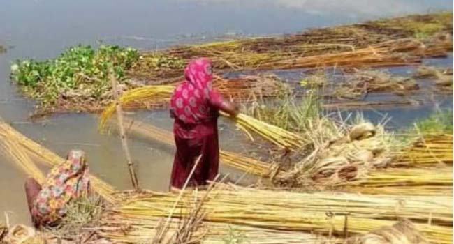 শার্শায় পাট ধোয়ার কাছে ব্যস্ত নারীরা, ভালো দাম পেয়ে চাষির মুখে হাসি