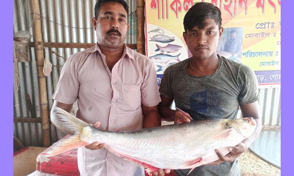 পদ্মায় ধরা পড়েছে বিপন্ন প্রজাতির শিলং মাছ