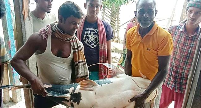 রাজবাড়ীতে ধরা পড়ল ৪৩ কেজি ওজনের বাঘাইড়