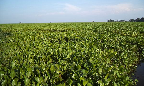 কাওয়াদিঘি হাওরে আটকে আছে কচুরিপানা, ব্যাহত হবে বোরো চাষ