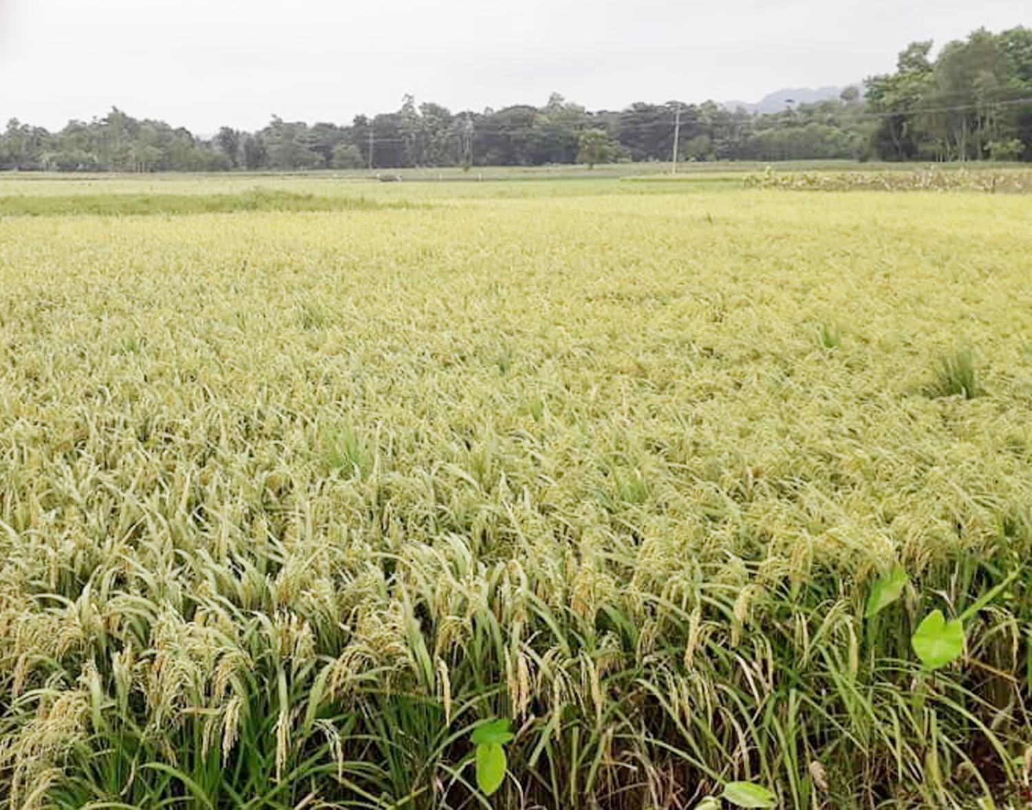 মিরসরাইয়ে আউশের ভালো ফলন কৃষকের মুখে হাসি