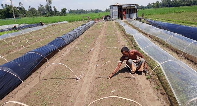 ধুনটে আগাম সবজি চাষে ব্যস্ত চাষি