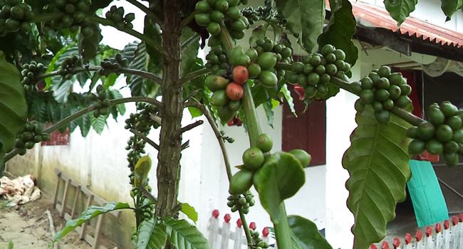 চা বাগানে রাবার চাষের বিকল্প হতে পারে কফি