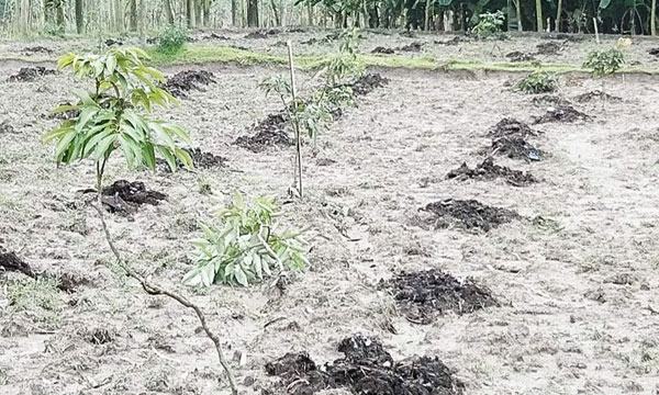 সৈয়দপুরে পূর্ব শত্রুতার জেরে ২ শতাধিক লিচু গাছ কেটে ফেলেছে দুর্বৃত্তরা