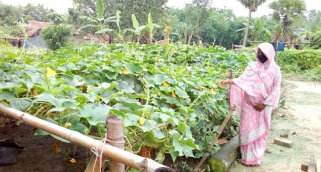 খাদ্যে স্বয়ংসম্পূর্ণতা আনতে কৃষকদের বাড়ির পাশে পুষ্টি বাগান
