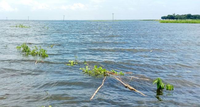 আবারো বাড়ছে আত্রাইয়ের পানি, হতাশায় কৃষক