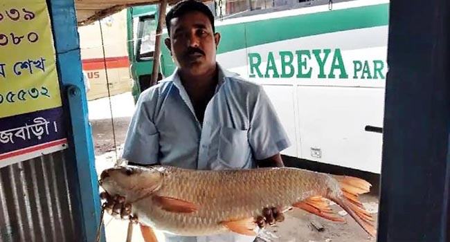 দৌলতদিয়ায় এক রুইয়ের দাম ১৭ হাজার টাকা
