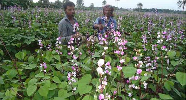 চৌগাছায় আগাম শিম চাষে আশা জাগাচ্ছে