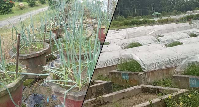 ‘ঘাটতি মেটাতে বারী-৫ জাতের পেঁয়াজ চাষ বাড়াতে হবে’
