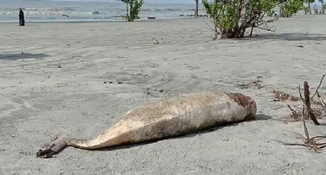 পটুয়াখালী সৈকতে ভেসে এলো ডলফিন ইরাবতী