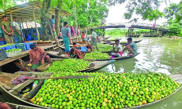 নদীর বুকে পেয়ারা