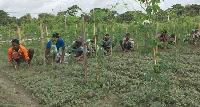 আগাম শীতকালীন সবজি আবাদ ও পরিচর্যায় ব্যস্ত কৃষকরা