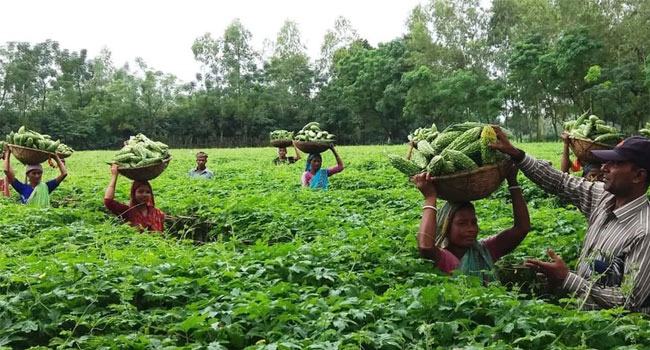 তিতা করলায় চাষির মুখে মিষ্টি হাসি