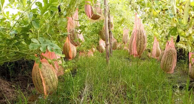 গলাচিপায় মাঁচা পদ্ধতিতে তরমুজ চাষে সফল চাষী