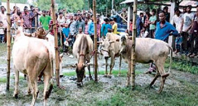 শায়েস্তাগঞ্জে ৬টি চোরাই গরুসহ ২ চোর আটক