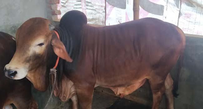 আড়াইহাজারে দুই প্রহরীকে মেরে ষাঁড় লুট