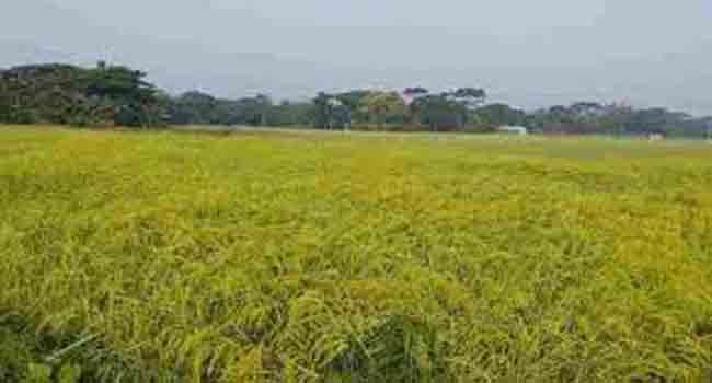 হেমন্তের ধান ও আশ্বিনের ঝড়