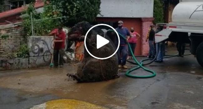 নর্দমা পরিষ্কার করতে গিয়ে ধরা পড়ল দৈত্যাকার ইঁদুর! (ভিডিও)