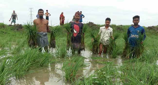 আমতলীতে দুই একর জমির আমনের চারা উপড়ে ফেলেছে দুর্বৃত্তরা