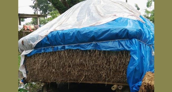সৈয়দপুরে পশু খাদ্যের চরম সঙ্কট, দিশেহারা খামারীরা