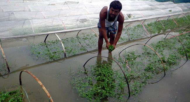 শাজাহানপুরে পানিতে ভেসে গেলো কৃষকের অর্ধ কোটি টাকার ফসল