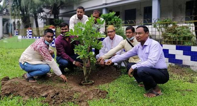 কিশোরীগঞ্জ বিদ্যালয় মাঠে শোভা পাচ্ছে আফ্রিকার বিরল ‘কাইজেলিয়া’ গাছ