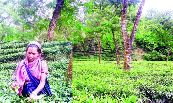 বাঁশখালী চাঁদপুর বেলগাঁও বাগানে উৎপাদন বেড়েছে