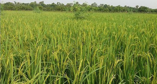 পোরশায় প্রায় ১৭ হাজার হেক্টর আমনের চাষ, বাম্পার ফলনের সম্ভাবনা