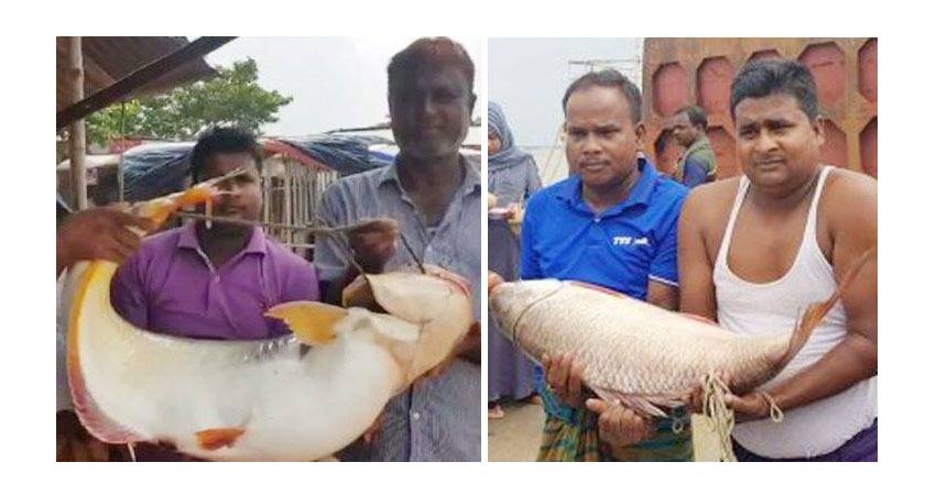 দৌলতদিয়ায় ধরা পড়লো বিশাল আকৃতির পাঙ্গাস