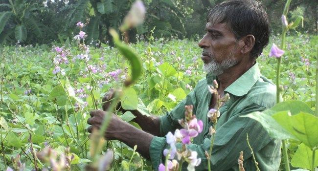 দামুড়হুদায় আগাম শিমের আবাদ, ভালো ফলনের আশা কৃষকের