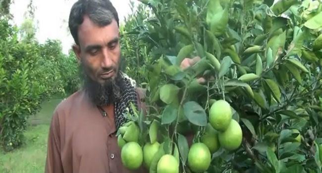 ঘোড়াঘাটে বেশ জনপ্রিয় হয়ে উঠছে মাল্টা চাষ
