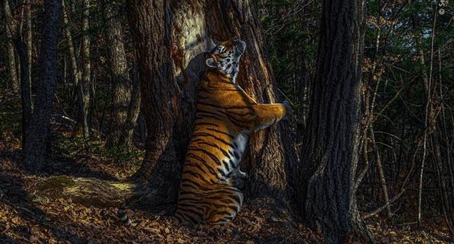 গাছকে আলিঙ্গন বাঘের, স্তম্ভিত করে দেওয়া ছবি!