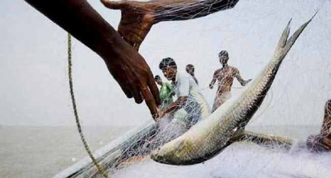 চাঁদপুরে বেপরোয়া ইলিশ শিকারিরা, পদ্মা-মেঘনায় যেন ইলিশ ধরার উৎসব