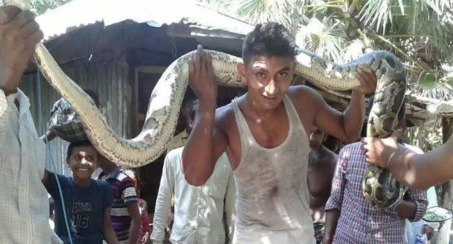 জালে আটকা পড়লো ৯ হাত লম্বা অজগর!
