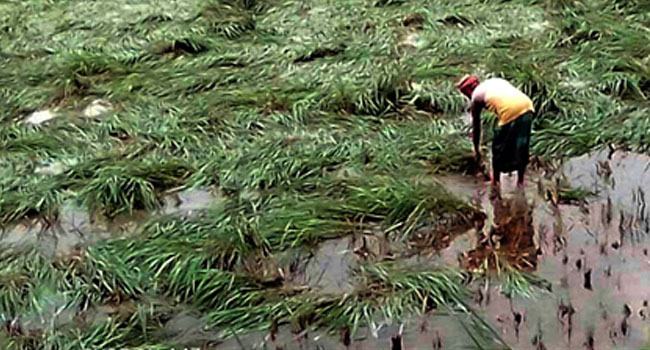 ভুরুঙ্গামারীতে রোপা আমনের ব্যাপক ক্ষতি
