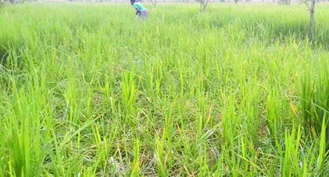 চৌগাছায় আমন ক্ষেতে ইঁদুরের উৎপাতে দিশেহারা কৃষক