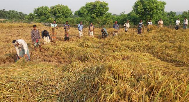 পোরশায় আমন কাটা ও মাড়াই শুরু