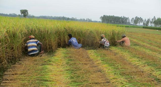 পঞ্চগড়ে আমন ধান সংগ্রহ শুরু