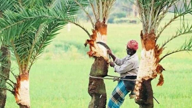 বিরামপুরে শীতের শুরুতে রস সংগ্রহে ব্যস্ত গাছিরা