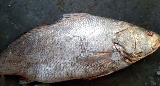 এক মাছের দাম ২ লাখ সাড়ে ৪৭ হাজার টাকা!