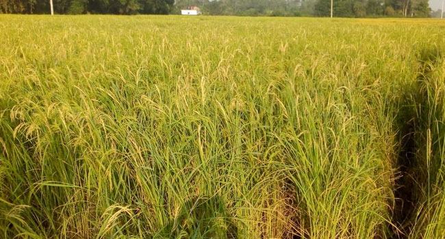 রাণীনগরে ধানের শীষ মরা রোগে দিশেহারা কৃষক