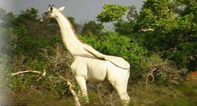 বিশ্বের একমাত্র সাদা জিরাফকে বাঁচাতে মরিয়া চেষ্টা