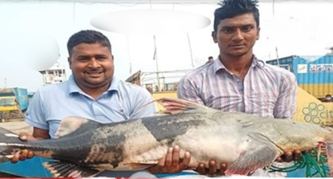 দৌলতদিয়ায় ধরা পড়লো ২৫ কেজি ওজনের বাঘাইড়!