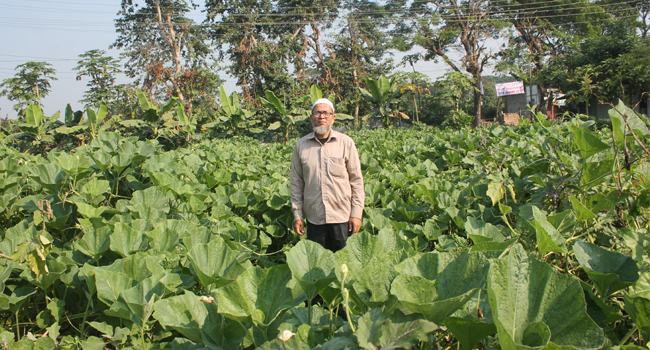 বেগুন গাছকে মাঁচা ব্যবহার করে লাউ চাষে সফল ইমদাদুল হক