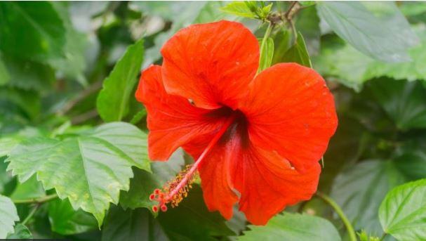 জানা গাছের অজানা গুণে, মিলবে শত রোগ মুক্তি
