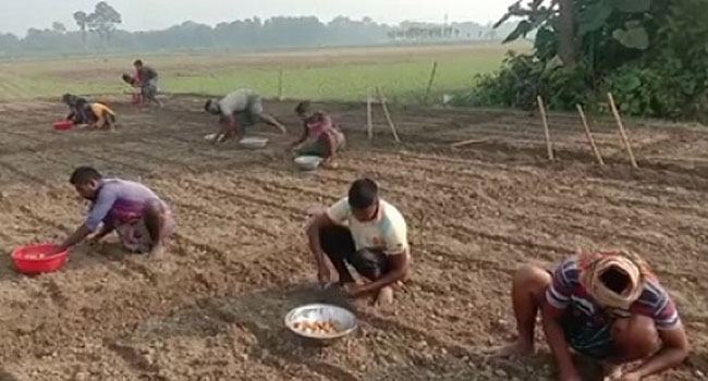 জীবননগরে লক্ষ্যমাত্রার দ্বিগুণ জমিতে এবার আলুর আবাদ