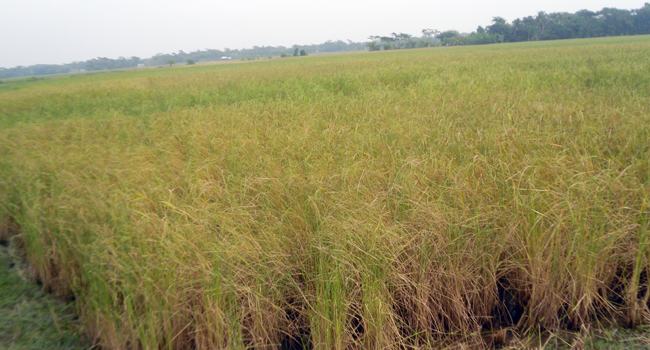 আমন ফসলে পোকার আক্রমণ, ফসলহানির আশঙ্কায় কৃষক